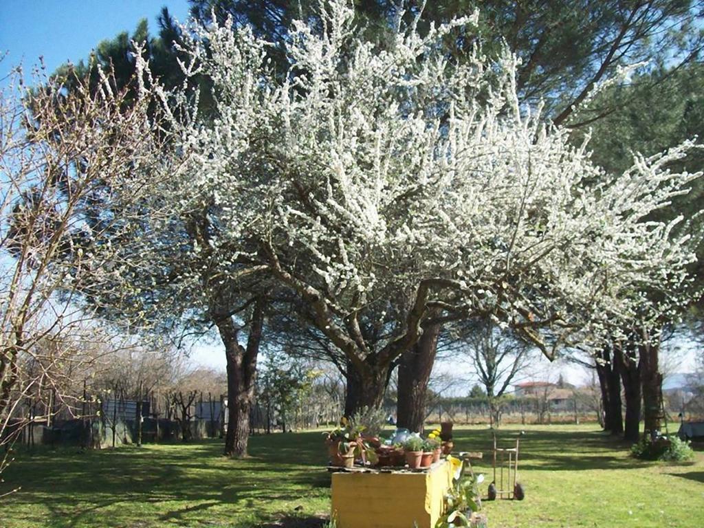 Campo Alle Monache Panzió Bucine Kültér fotó